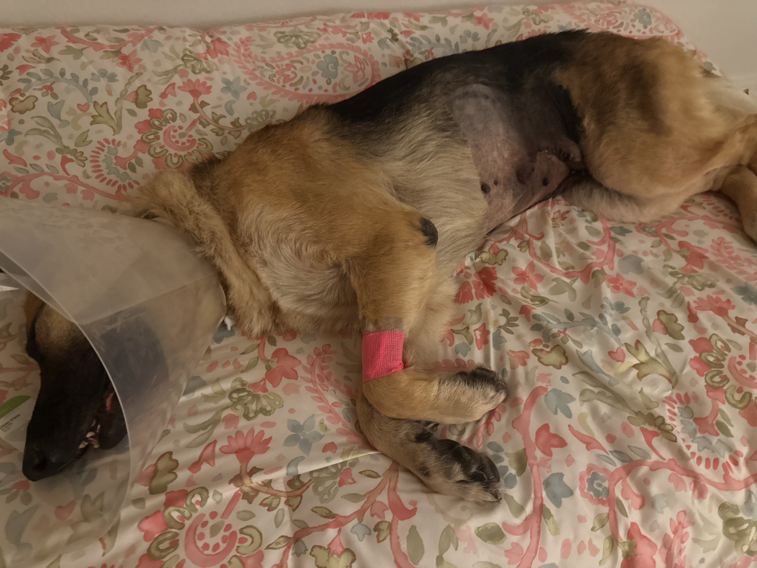 Zara resting on a bed during the first stage of postoperative recovery