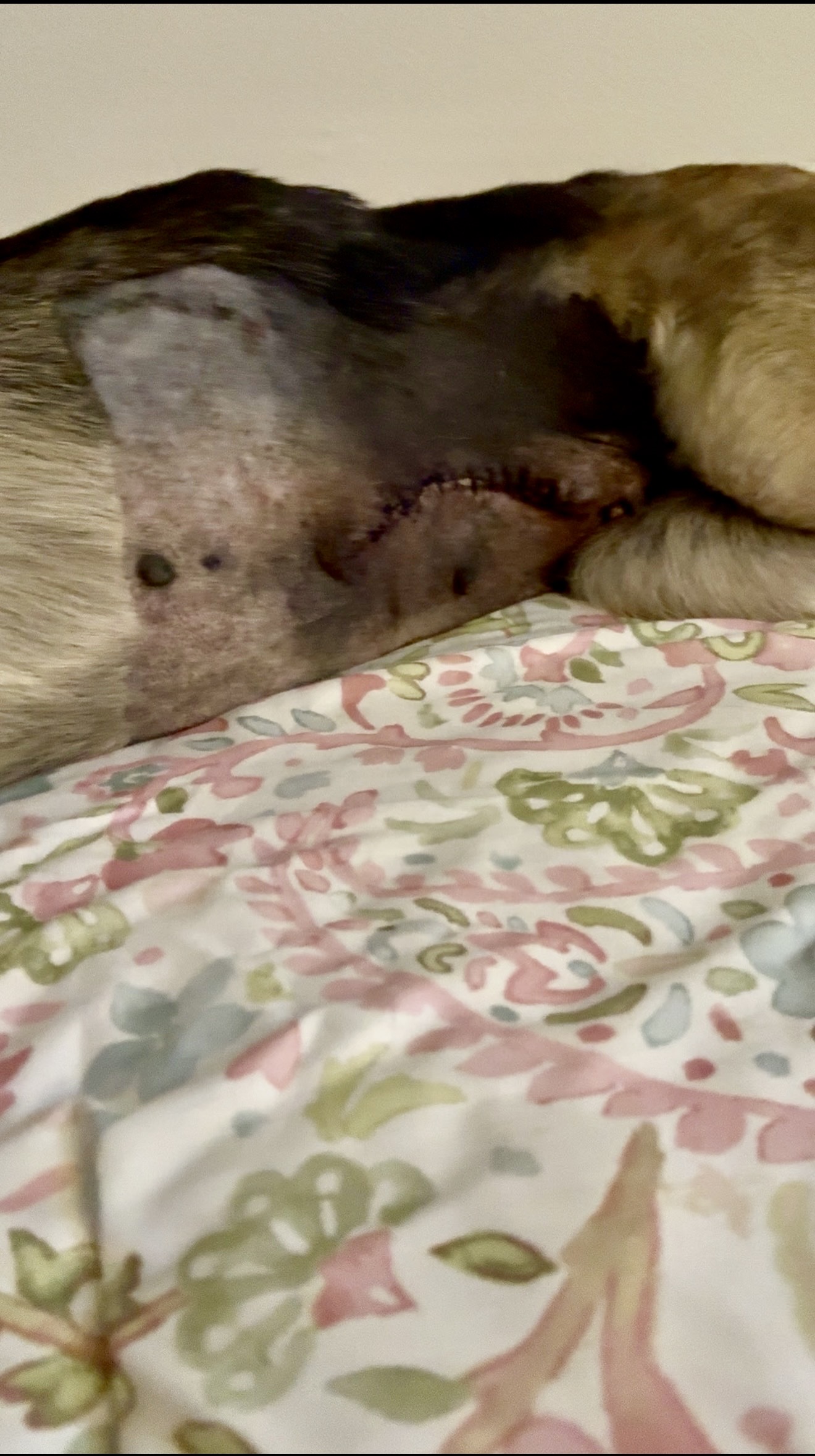 Zara’s surgical area during early postoperative recovery