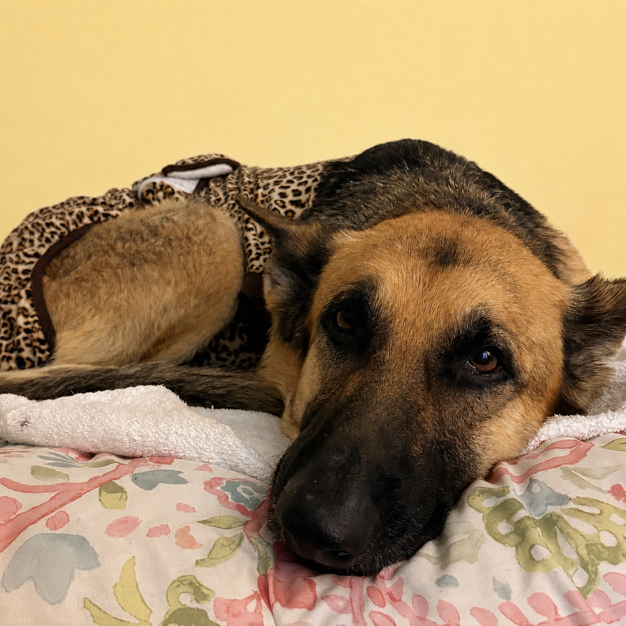 Zara resting comfortably during her recovery