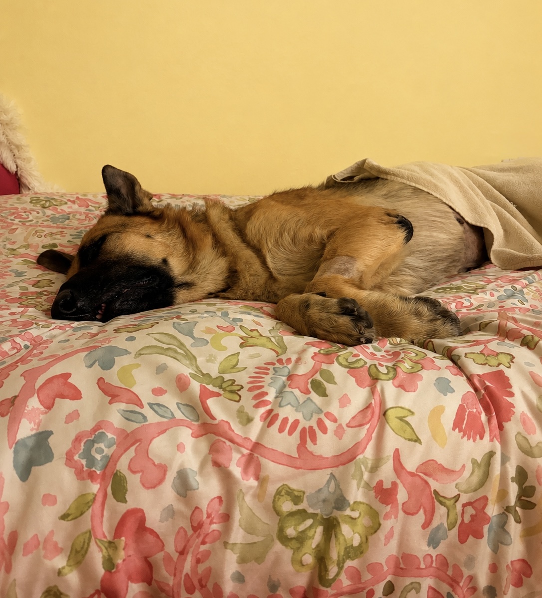 Zara sleeping comfortably on a bed during early surgical recovery