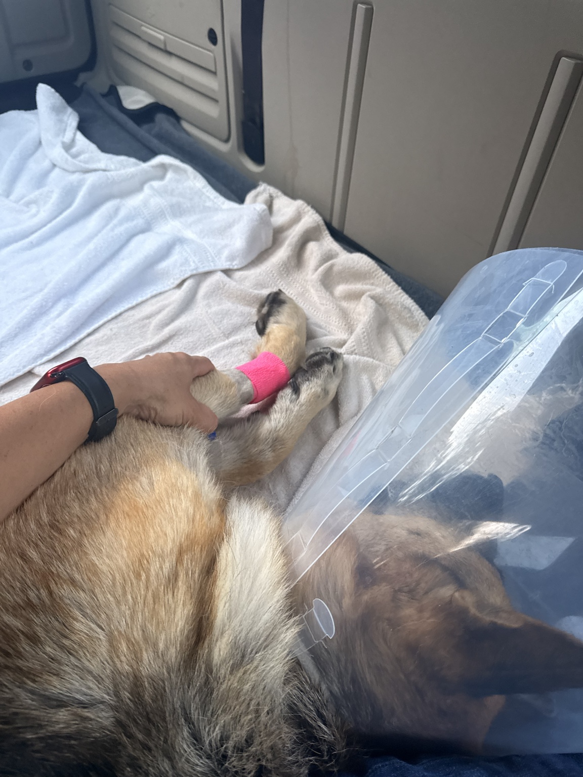 Zara lying safely in a vehicle after surgery while wearing a protective cone