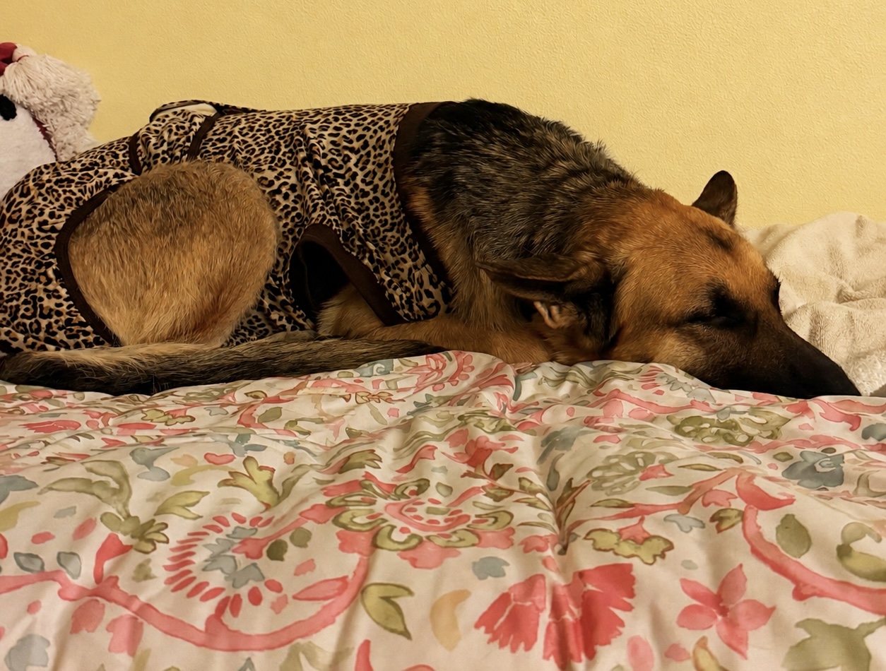 Zara resting safely while wearing a leopard-patterned surgical recovery suit