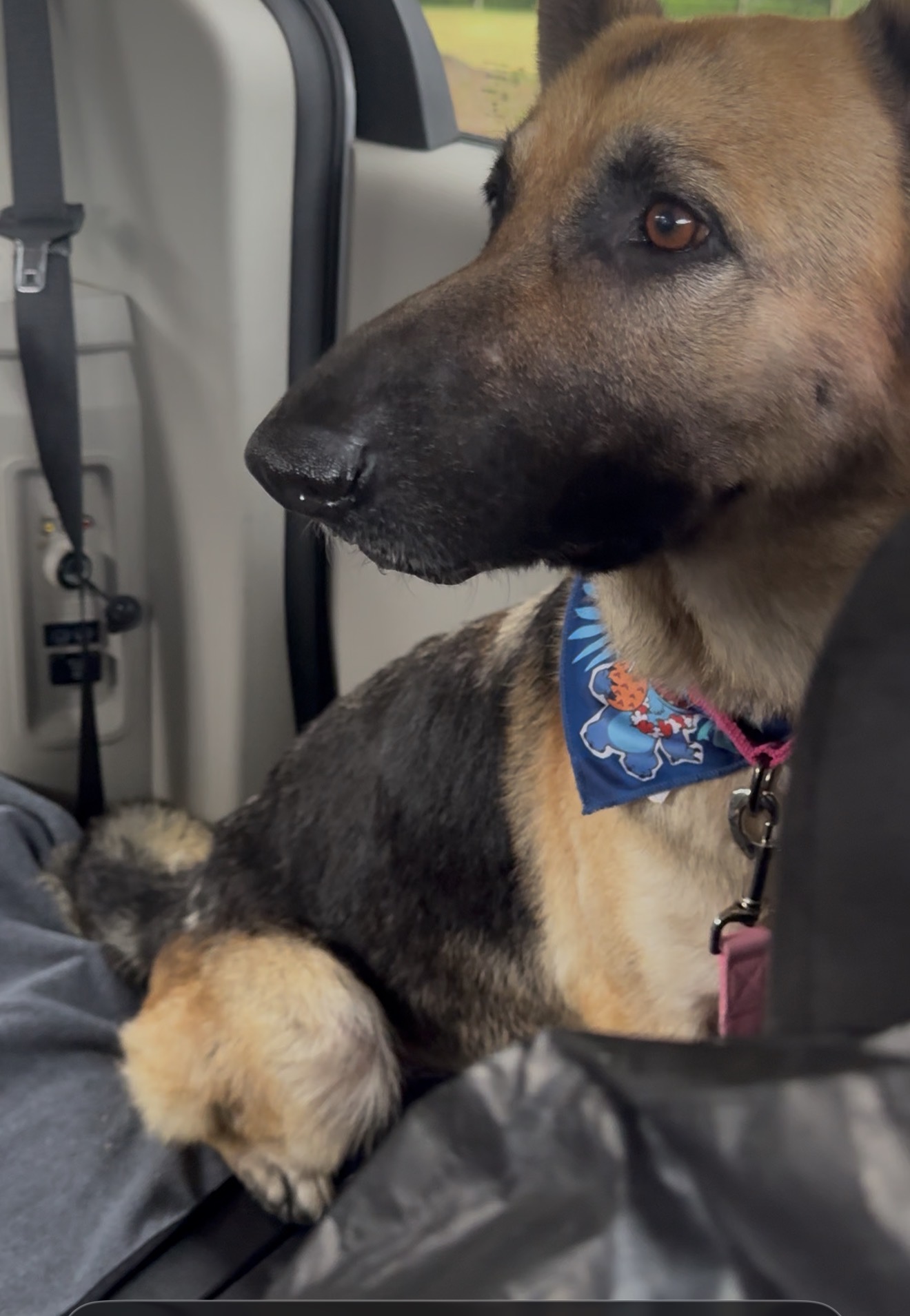 Zara riding safely in a vehicle while wearing a blue bandana